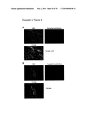 GAINAC SPECIFIC BINDING MOLECULES AND USES THEREOF diagram and image