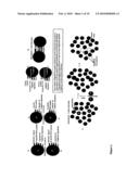 TOLEROGENIC BIODEGRADABLE ARTIFICIAL ANTIGEN PRESENTING SYSTEM diagram and image