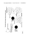 TOLEROGENIC BIODEGRADABLE ARTIFICIAL ANTIGEN PRESENTING SYSTEM diagram and image