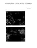 Carbon Nanotubes Grown on Nanostructured Flake Substrates and Methods for Production Thereof diagram and image