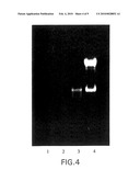 METHODS AND REAGENTS FOR PRESERVING RNA IN CELL AND TISSUE SAMPLES diagram and image