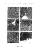 METHODS FOR MODELING INFECTIOUS DISEASE AND CHEMOSENSITIVITY IN CULTURED CELLS AND TISSUES diagram and image