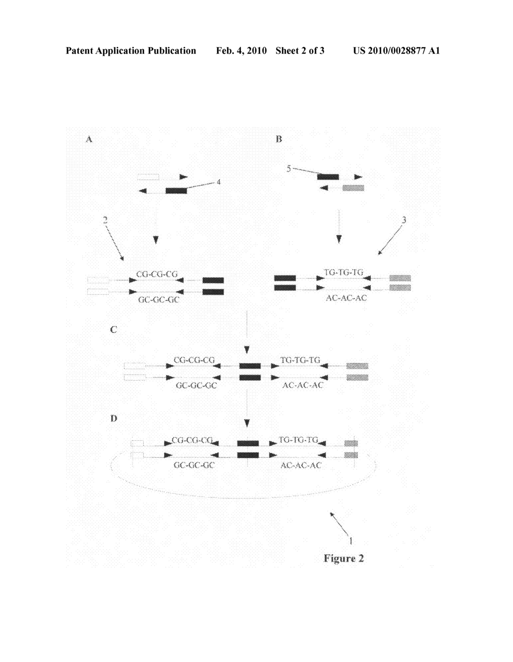 MOLECULE FOR PROVIDING A STANDARD FOR THE QUANTITATIVE ANALYSIS OF THE METHYLATIONS STATUS OF A NUCLEIC ACID - diagram, schematic, and image 03