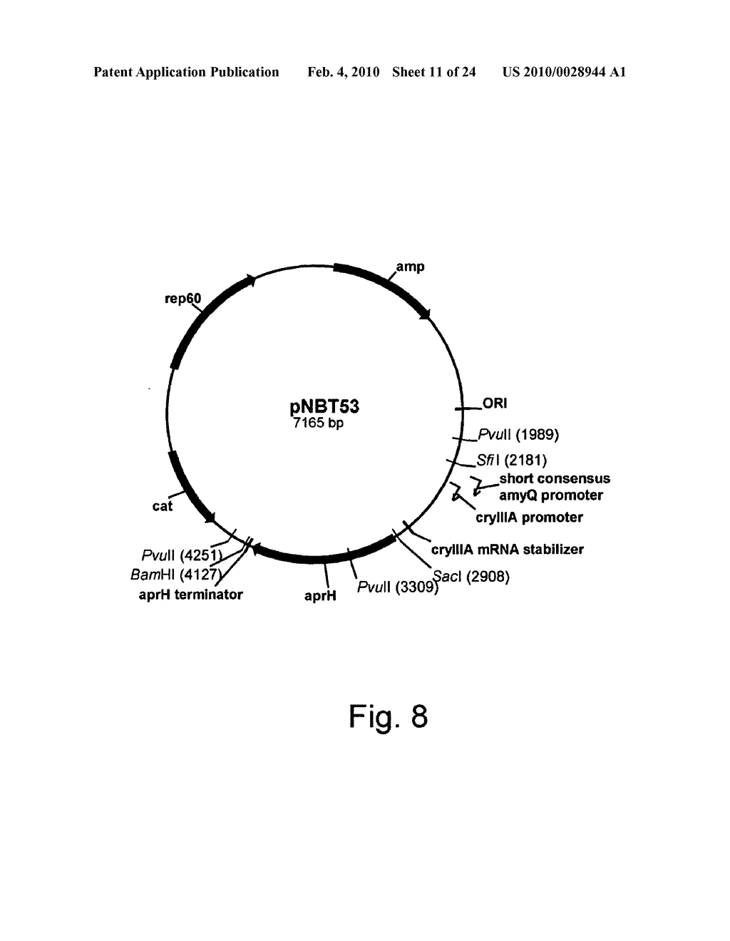 Methods of obtaining genetic competence in bacillus cells - diagram, schematic, and image 12