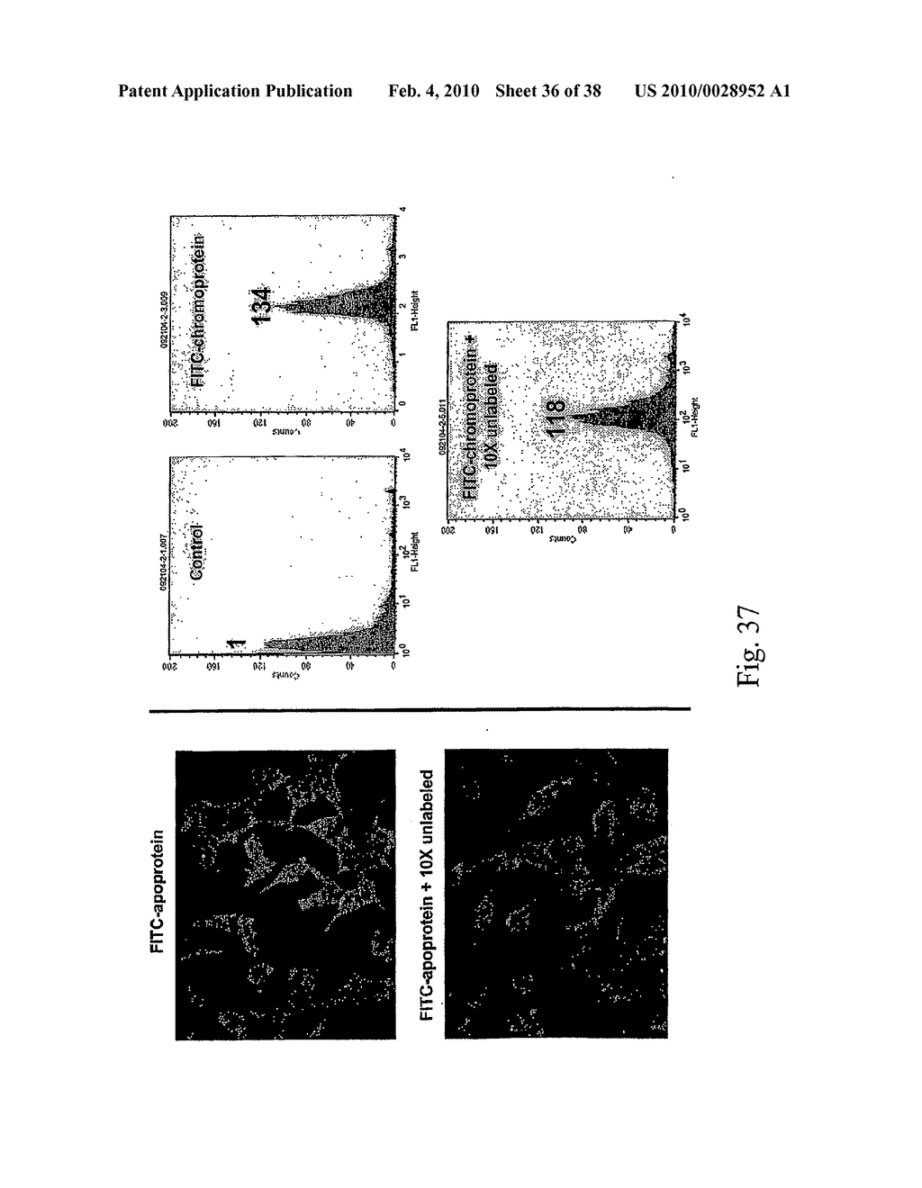 FERMENTATION AND PURIFICATION OF ACTINOMADURA CHROMOPROTEIN AND RELATED SPECIES - diagram, schematic, and image 37