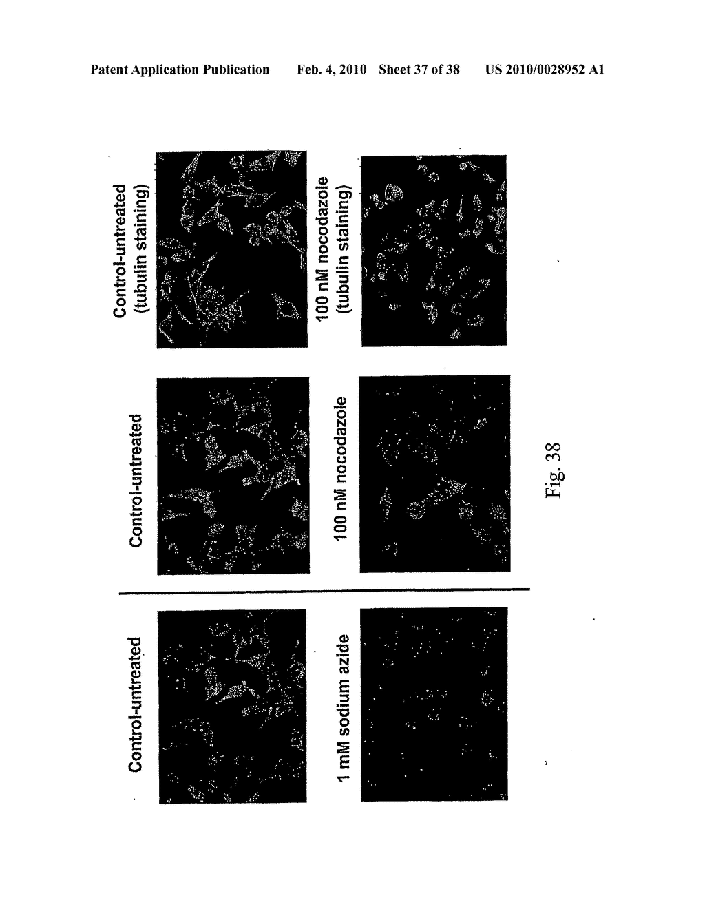 FERMENTATION AND PURIFICATION OF ACTINOMADURA CHROMOPROTEIN AND RELATED SPECIES - diagram, schematic, and image 38