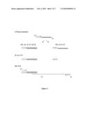 Template-dependent nucleic acid polymerization using oligonucleotide triphosphate building blocks diagram and image