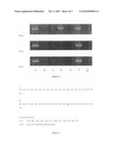 Template-dependent nucleic acid polymerization using oligonucleotide triphosphate building blocks diagram and image