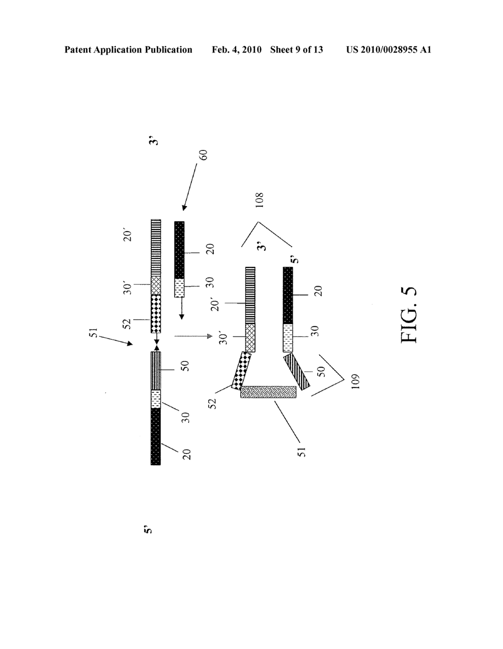 Sequence Amplification with Target Primers - diagram, schematic, and image 10