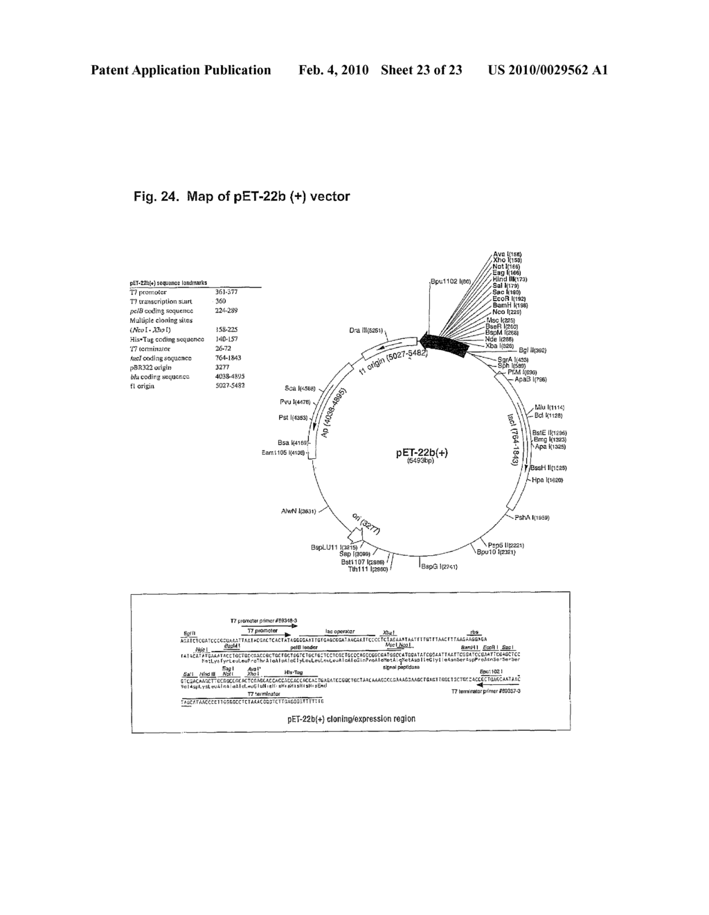 hG31P Expression System - diagram, schematic, and image 24