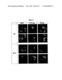 PEPTIDE AND TREATMENT FOR HIV-1 INFECTION diagram and image