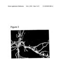 MUTANT HISTIDINE KINASE THAT CONFERS SPONTANEOUS NODULATION IN PLANTS diagram and image