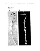 MUTANT HISTIDINE KINASE THAT CONFERS SPONTANEOUS NODULATION IN PLANTS diagram and image