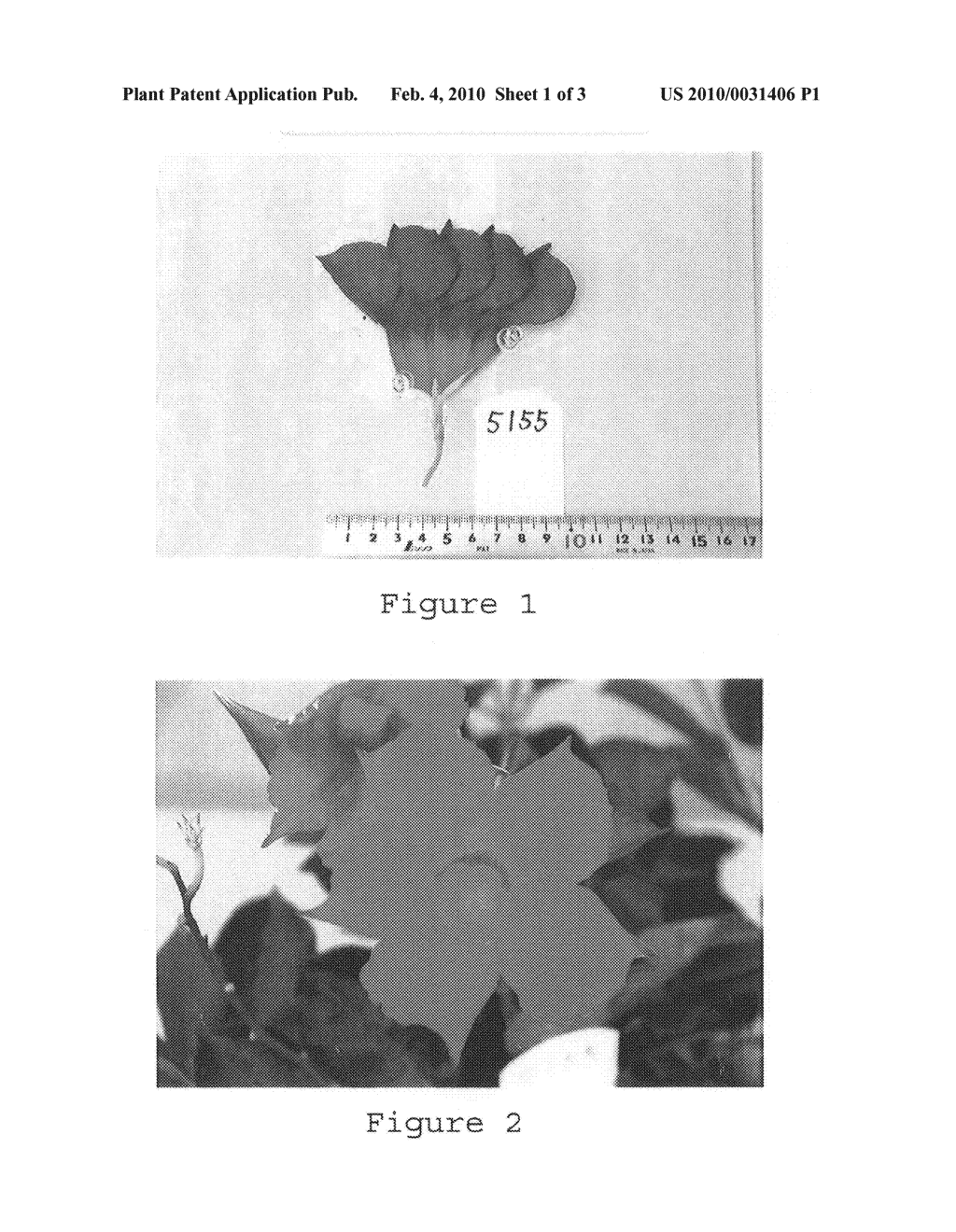 Mandevilla LINDL - diagram, schematic, and image 03