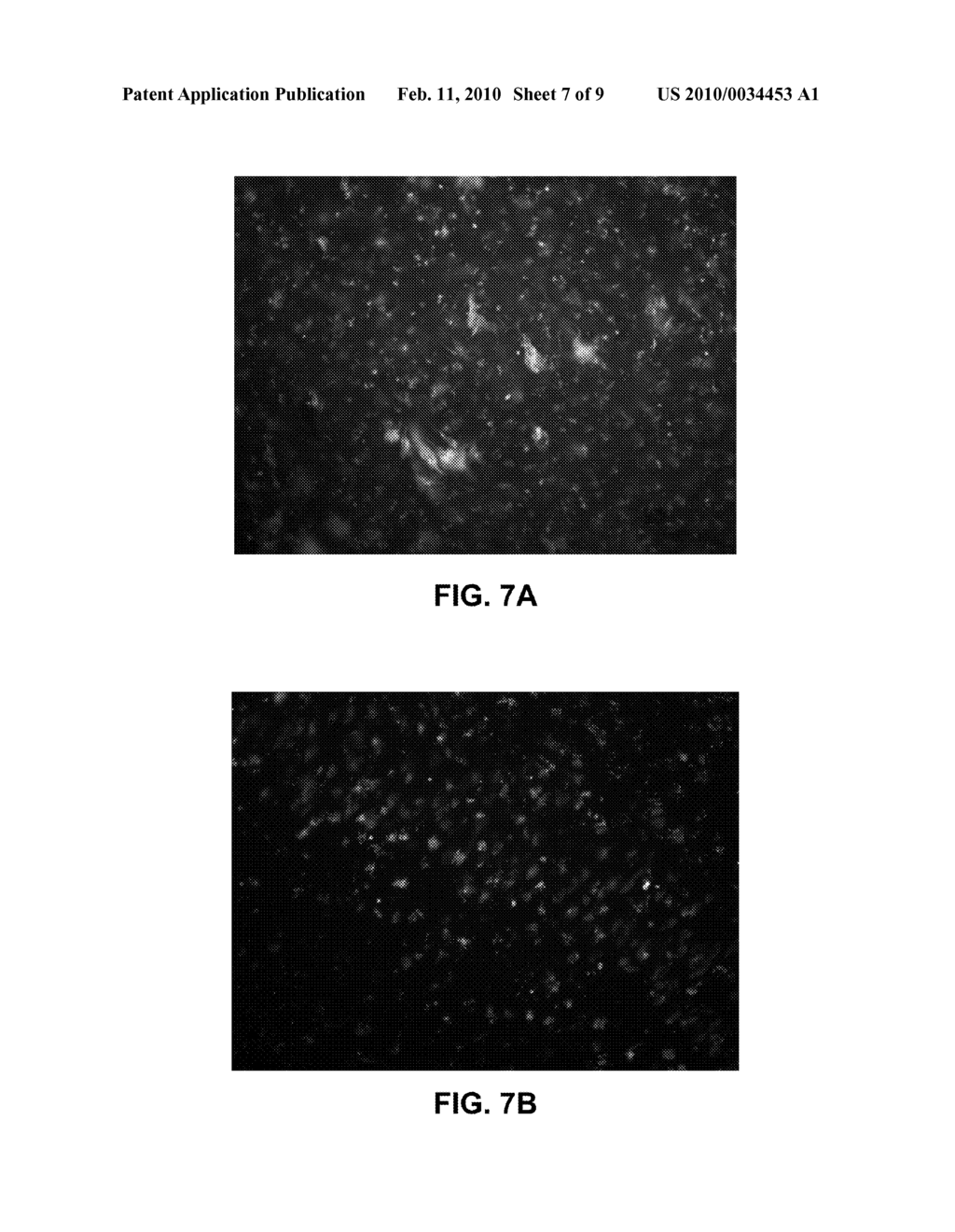 DETECTION OF RNA IN TISSUE SAMPLES - diagram, schematic, and image 08