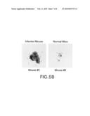 Fungus-Specific Imaging Agents diagram and image