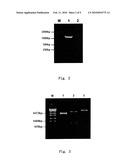 RECOMBINANT ADENOVIRUS COMPRISING RECOMBINANT khp53 GENE AND THE PREPARATION METHOD AND USES THEREOF diagram and image