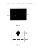 RECOMBINANT ADENOVIRUS COMPRISING RECOMBINANT khp53 GENE AND THE PREPARATION METHOD AND USES THEREOF diagram and image