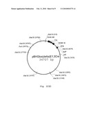 RECOMBINANT ADENOVIRUS COMPRISING RECOMBINANT khp53 GENE AND THE PREPARATION METHOD AND USES THEREOF diagram and image