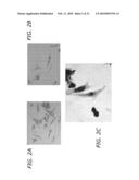 ENDOTHELIAL PROGENITOR CELL COMPOSITIONS AND NEOVASCULARIZATION diagram and image