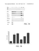 ENDOTHELIAL PROGENITOR CELL COMPOSITIONS AND NEOVASCULARIZATION diagram and image