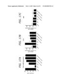 ENDOTHELIAL PROGENITOR CELL COMPOSITIONS AND NEOVASCULARIZATION diagram and image