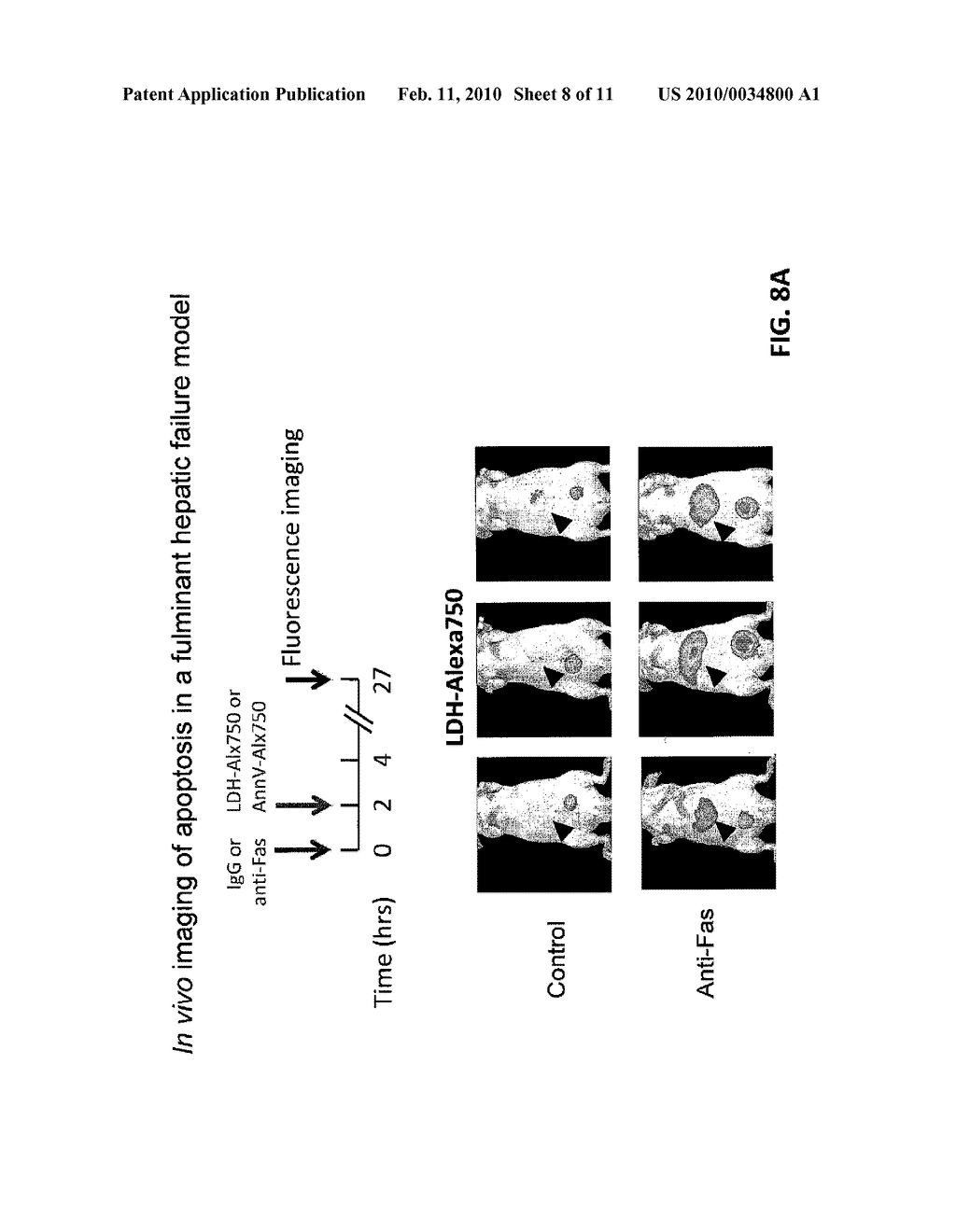 COMPOSITIONS FOR DETECTING CELL DEATH AND METHODS OF USE THEREOF - diagram, schematic, and image 09