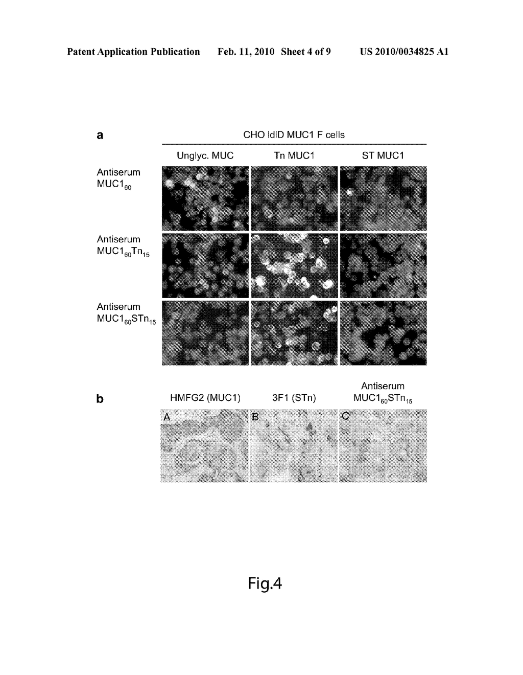 GENERATION OF A CANCER-SPECIFIC IMMUNE RESPONSE TOWARD MUC1 AND CANCER SPECIFIC MUC1 ANTIBODIES - diagram, schematic, and image 05