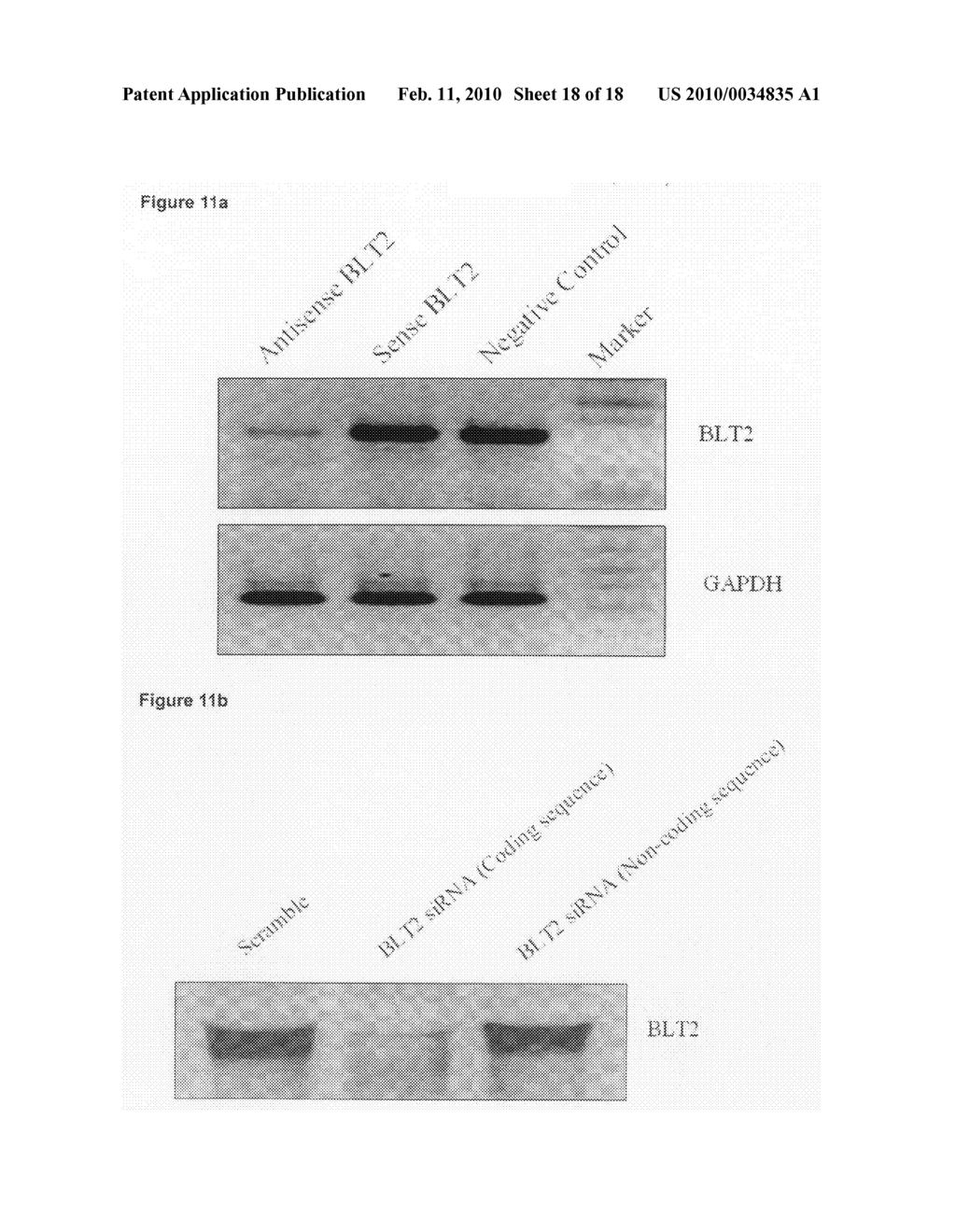 USE OF INHIBITORS OF LEUKOTRIENE B4 RECEPTOR BLT2 FOR TREATING ASTHMA - diagram, schematic, and image 19