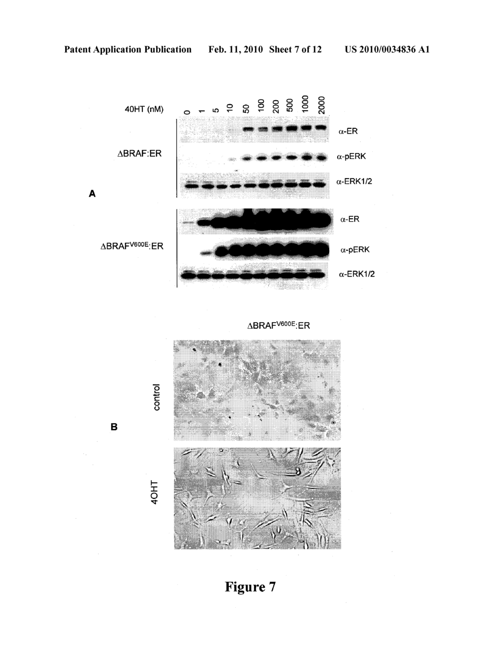 COMPOSITIONS AND METHODS FOR THE DIAGNOSIS AND ALLEVIATION OF TUMOR - diagram, schematic, and image 08