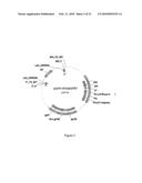 METHODS, PLASMID VECTORS AND PRIMERS FOR ASSESSING HIV VIRAL FITNESS diagram and image