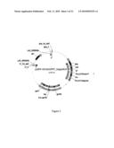 METHODS, PLASMID VECTORS AND PRIMERS FOR ASSESSING HIV VIRAL FITNESS diagram and image