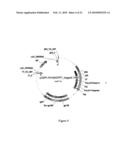 METHODS, PLASMID VECTORS AND PRIMERS FOR ASSESSING HIV VIRAL FITNESS diagram and image