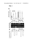 USE OF PHENANTHRIDIUM DERIVATIVES FOR DISTINGUISHING BETWEEN INTACT AND MEMBRANE COMPROMISED CELLS USING MOLECULAR NUCLEIC ACID-BASED TECHNIQUES diagram and image