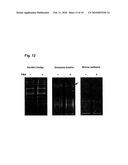 USE OF PHENANTHRIDIUM DERIVATIVES FOR DISTINGUISHING BETWEEN INTACT AND MEMBRANE COMPROMISED CELLS USING MOLECULAR NUCLEIC ACID-BASED TECHNIQUES diagram and image