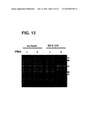 USE OF PHENANTHRIDIUM DERIVATIVES FOR DISTINGUISHING BETWEEN INTACT AND MEMBRANE COMPROMISED CELLS USING MOLECULAR NUCLEIC ACID-BASED TECHNIQUES diagram and image