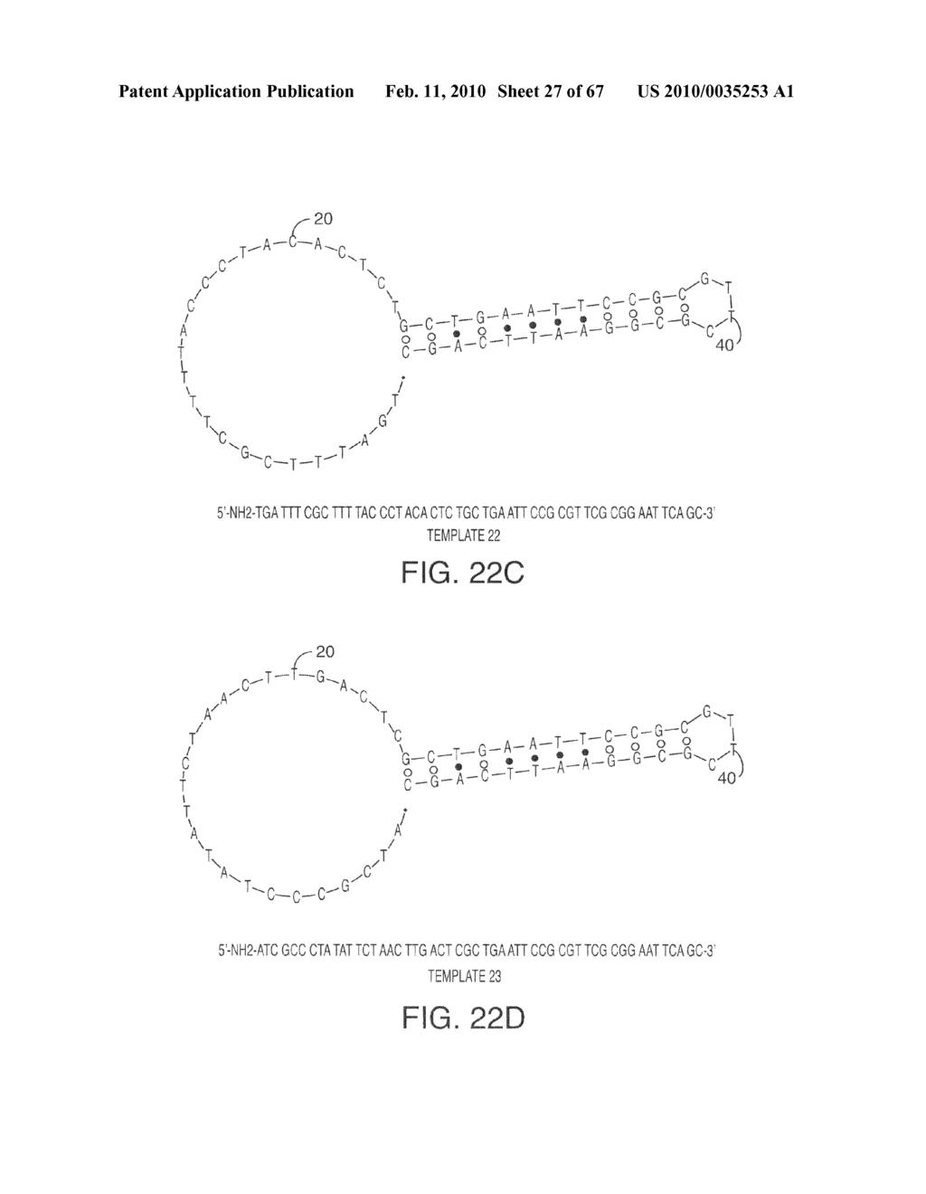 Methods And Compositions For Incorporating Nucleotides - diagram, schematic, and image 28