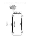 METHODS AND VECTORS FOR PRODUCING TRANSGENIC PLANTS diagram and image