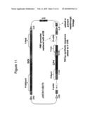 METHODS AND VECTORS FOR PRODUCING TRANSGENIC PLANTS diagram and image