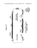 METHODS AND VECTORS FOR PRODUCING TRANSGENIC PLANTS diagram and image