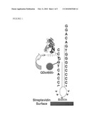 MATERIALS AND METHODS FOR SINGLE MOLECULE NUCLEIC ACID SEQUENCING diagram and image