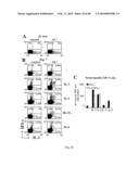 USE OF COMMON GAMMA CHAIN CYTOKINES FOR THE VISUALIZATION, ISOLATION AND GENETIC MODIFICATION OF MEMORY T LYMPHOCYTES diagram and image