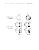 USE OF COMMON GAMMA CHAIN CYTOKINES FOR THE VISUALIZATION, ISOLATION AND GENETIC MODIFICATION OF MEMORY T LYMPHOCYTES diagram and image