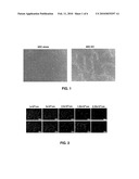 METHODS AND COMPOSITIONS FOR VASCULOGENIC POTENTIAL DETERMINATION diagram and image