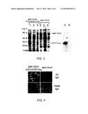 Producing a Target Protein Using Intramolecular Cleavage by TEV Protease diagram and image