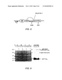 Producing a Target Protein Using Intramolecular Cleavage by TEV Protease diagram and image