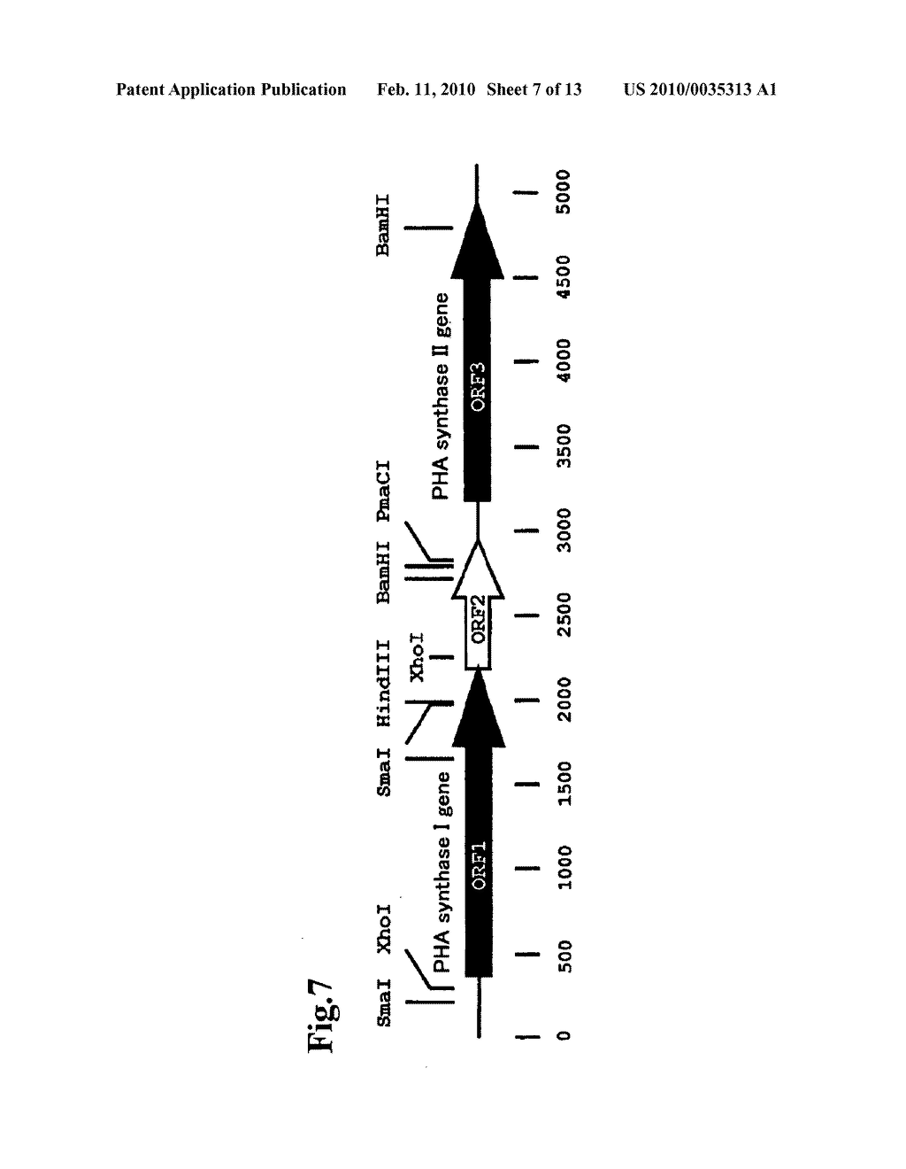 Microorganism capable of producing polyhydroxyalkanoate, polyhydroxyalkanoate synthase, and gene encoding the same - diagram, schematic, and image 08