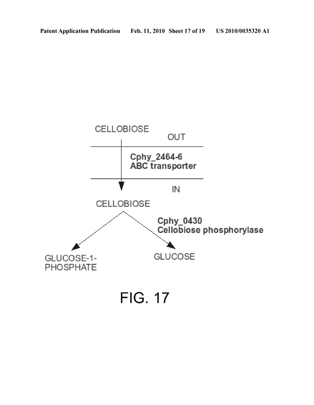 METHODS AND COMPOSITIONS FOR IMPROVING THE PRODUCTION OF PRODUCTS IN MICROORGANISMS - diagram, schematic, and image 18