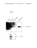 High Production System for Infectious Hepatitis C Virus Particle diagram and image