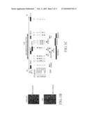 METHOD FOR DETECTING ORAL SQUAMOUS-CELL CARCINOMA diagram and image